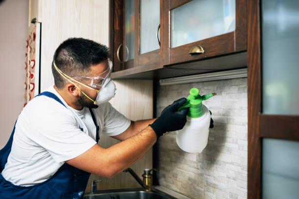 Best Flea Control Services  in Bernice, LA