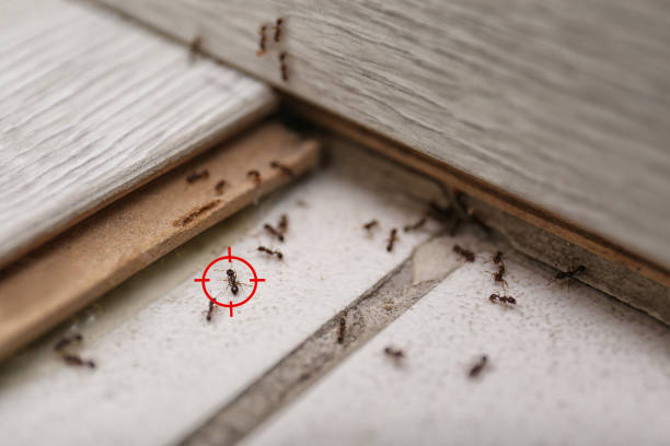 Flea Control Services in Bernice, LA